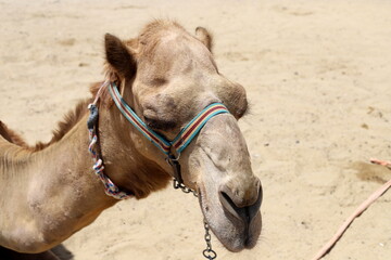 A humped camel lives in a zoo in Israel.