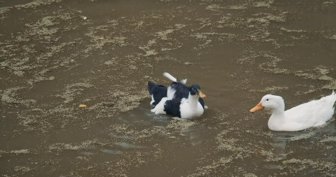 White domestic geese and ducks swim in pond on farm. Natural agriculture, private farmstead and production of eco products. Latin, international name of birds is Anser anser and Anas platyrhynchos