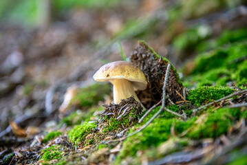 Mushrooms cut in the forest. Mushroom boletus edilus. Popular white mushrooms Boletus in the forest.