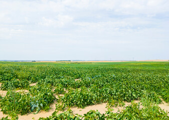 Fototapeta na wymiar Beautiful rural landscape. Fields after harvesting. Green background