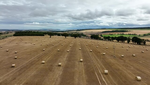 Aerial view of a wheat field on the black isle near the Cromarty firth and Inverness in the north east highlands of Scotland