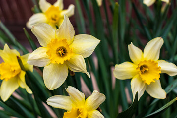 Narcissus , yellow variety of narcissus with a large cup.