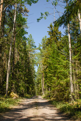 Fototapeta premium Dirt road in the forest on a sunny summer day. Beautiful vertical background
