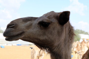 A humped camel lives in a zoo in Israel.