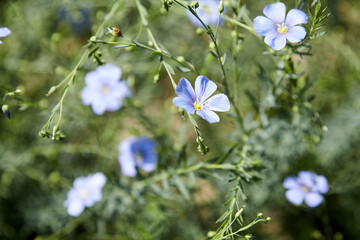 Blue flax flower. Flax blossom