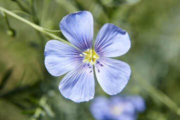 Blue flax flower. Flax blossom
