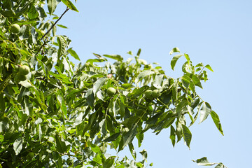 Obraz premium Walnut tree with walnut fruit in green pericarp