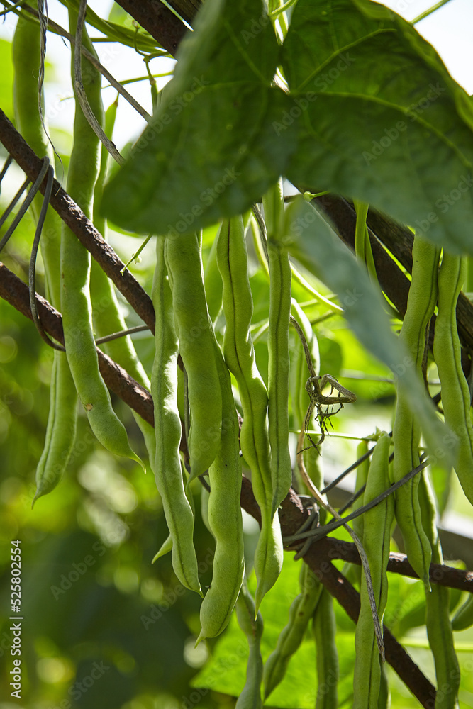 Canvas Prints Green bean pods. Bean plant