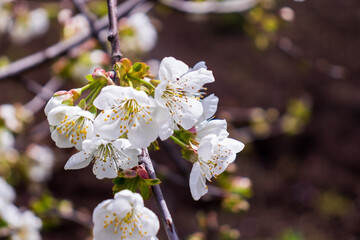 Blooming apple tree on a blurred natural background. Selective focus. High quality photo