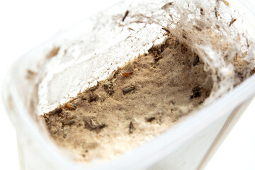 container of flour full of food moths