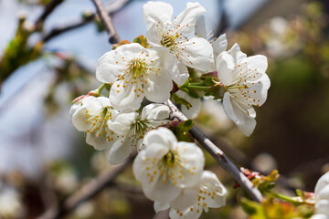 Blooming apple tree on a blurred natural background. Selective focus. High quality photo