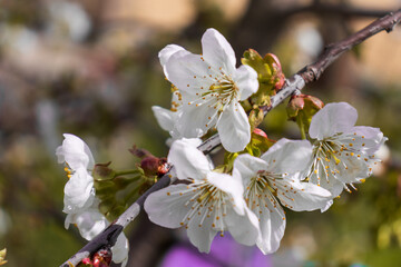 Blooming apple tree on a blurred natural background. Selective focus. High quality photo