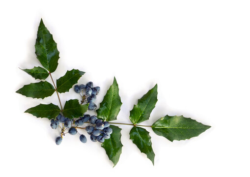 Cluster Berries Blue Mahonia Aquifolium And Green Leaves On A White Background. Common Names: Oregon Grape, Holly-leaved Barberry. Top View, Flat Lay