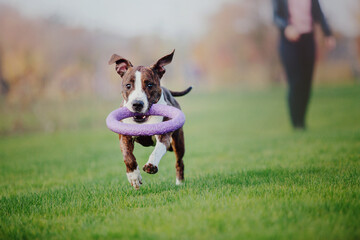 American Staffordshire terrier dog in the morning