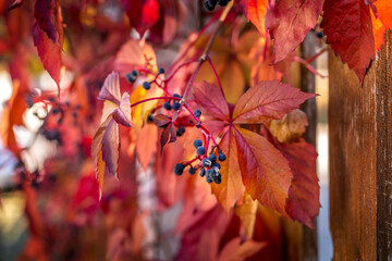 Obraz premium Close up of Autumn Wild Grape leaves