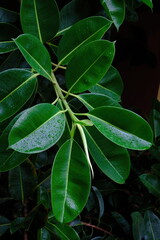 leaves wet with rain water drops ficus