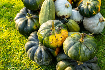 autumn harvest of various squash from the Cucurbitaceae family