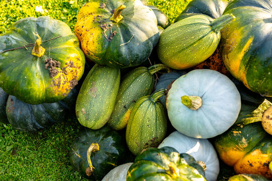autumn harvest of various squash from the Cucurbitaceae family