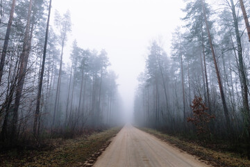 Fototapeta na wymiar Autumn landscape. Foggy forest with empty dirt road. Mystical scene. Tall pines along the way. Bad visibility. Halloween holiday. Atmospheric background. Gray day. Depressive mood. Loneliness concept