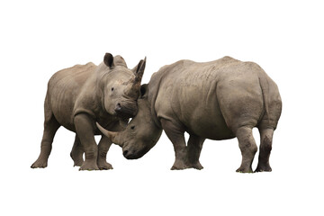 Two rhinoceros fighting, png stock photo file cut out and isolated on a transparent background