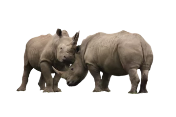 Deurstickers Two rhinoceros fighting, png stock photo file cut out and isolated on a transparent background © Tony Baggett