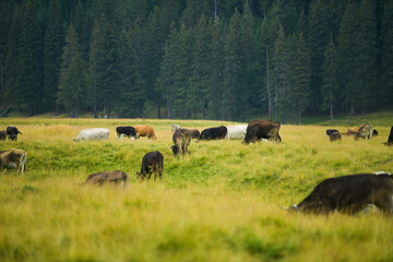 Cows feeding with grass on top of the mountains in a beautiful landscape. Eco bio way to raise the cattle. Agriculture and farming industry.