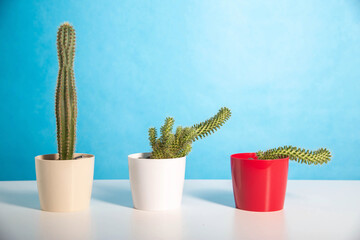 pots with different cacti on a blue background. The concept of erection in men, drugs that improve potency, viagra. Copy space for text - obrazy, fototapety, plakaty