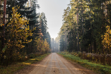 Autumn forest road. Rays of sunlight shine through the branches of trees.