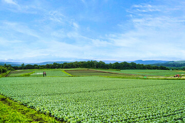 夏秋キャベツの出荷量日本一を誇る嬬恋高原で、丘の上から広大なキャベツ畑を眺望	