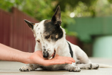 Owner is giving cute small black and white dog medicine, pills for arthritis.