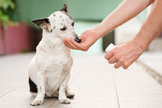 Man's hand giving cute small black and white dog medicine, pills for arthritis.