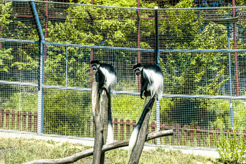 Beautiful colobus monkey at zoo