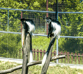 Beautiful colobus monkey at zoo