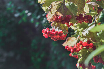 Wild red viburnum is ripe for harvesting.