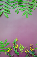 Flatlay  small leaves with a spring green leaves,   dark purple copyspace baner frame