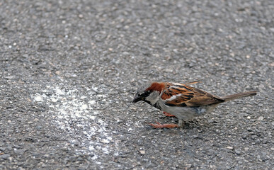 A sparrow eating up some flour in a park