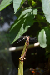 dragonfly on a leaf