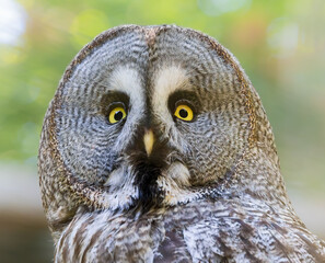 Close-up view of a Great Grey Owl (Strix nebulosa)