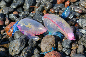 Close-up view of a Portuguese man o' war (Physalia physalis) washed up on a beach at Flores (Azores islands)