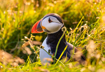 Close-up view of an Atlantic Puffin (Fratercula arctica) at cliff of Dyrholaey - iceland