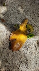 Dry leaves on the asphalt road floor for background