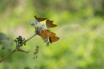 Silver-washed fritillary (Argynnis paphia)