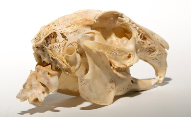 Skull of a hare on a white background. Rodent - (Lepus timidus). The bones of the head of the animal.