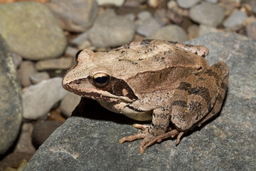 The pool frog (Pelophylax lessonae) is a European frog. The amphibian in the dry lake. Environmental disaster.