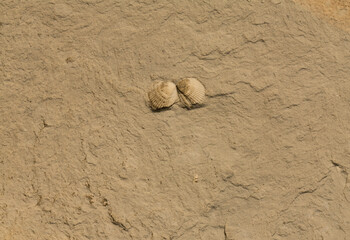 A stone from sedimentary rock with fossil Mollusks. Cockle (bivalve)  in the family Cardiidae.