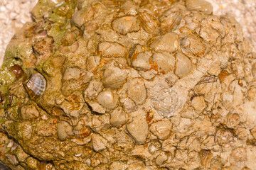 A stone from sedimentary rock with fossil Mollusks. Cockle (bivalve)  in the family Cardiidae.