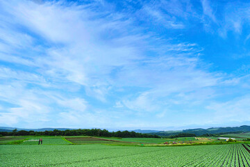 Fototapeta na wymiar 雲を近く感じる夏の嬬恋高原で、丘の上から広大なキャベツ畑を眺望