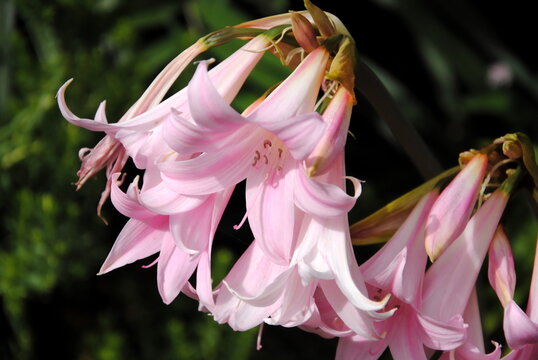 Close up of big pink fragrant funnel-shaped flowers of Jersey or March lily or belladonna-lily, or naked-lady-lily (Amaryllis belladonna), native to Cape Province in South Africa