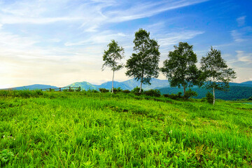 「キャベツ畑の中心で妻に愛を叫ぶ」イベントが行われる、群馬県の嬬恋の「愛妻の丘」付近の風景