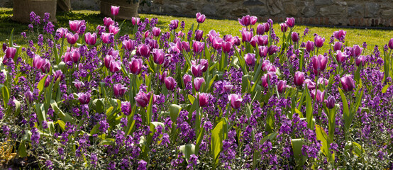 Purple tulips in a field